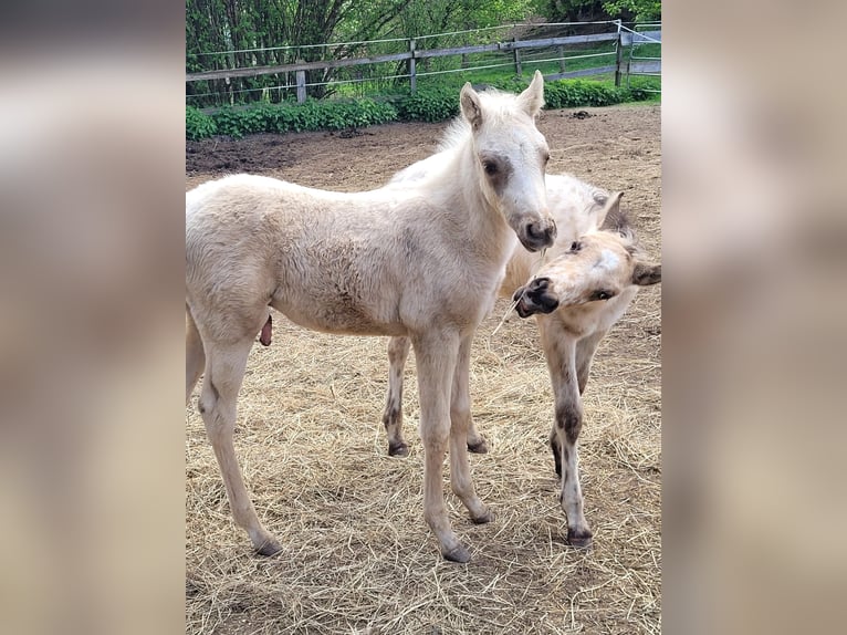 Palomino Ogier 1 Rok Izabelowata in Scheiblingkirchen-Thernberg