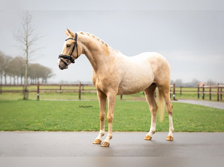 Palomino Ogier 3 lat 146 cm Izabelowata in Oost West en Middelbeers