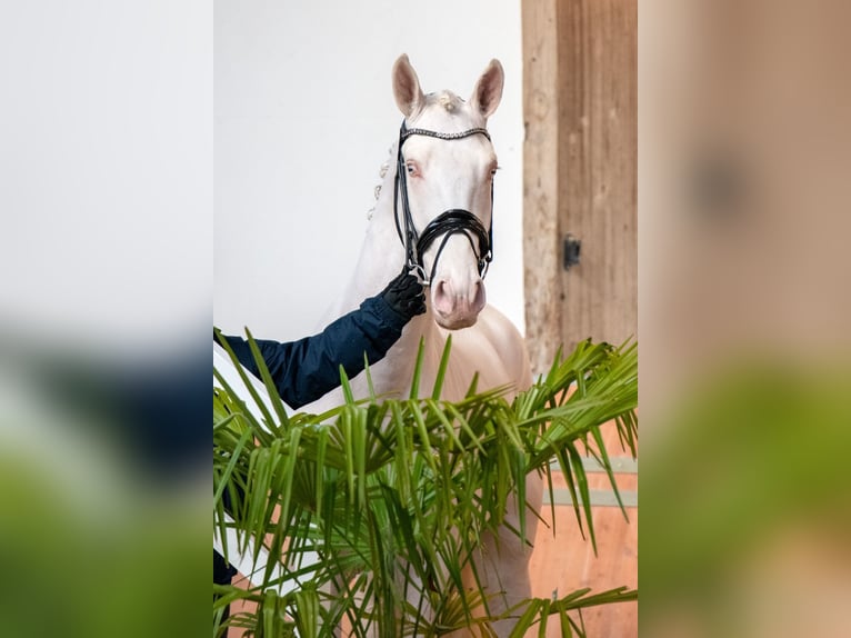Palomino Ogier 3 lat 167 cm Cremello in Altenstadt