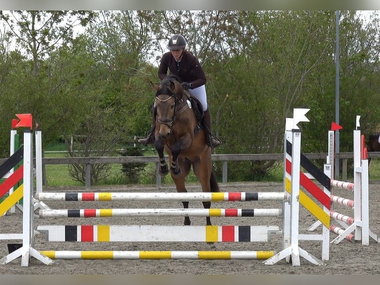 Palomino Ogier 5 lat 160 cm Formy Brown Falb in Süderlügum
