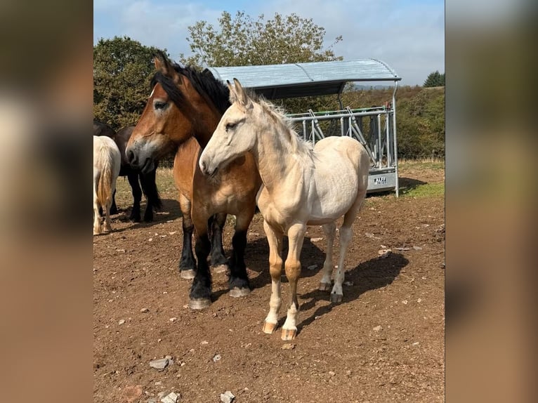 Palomino Mix Ogier Źrebak (04/2026) 160 cm  in Daleiden
