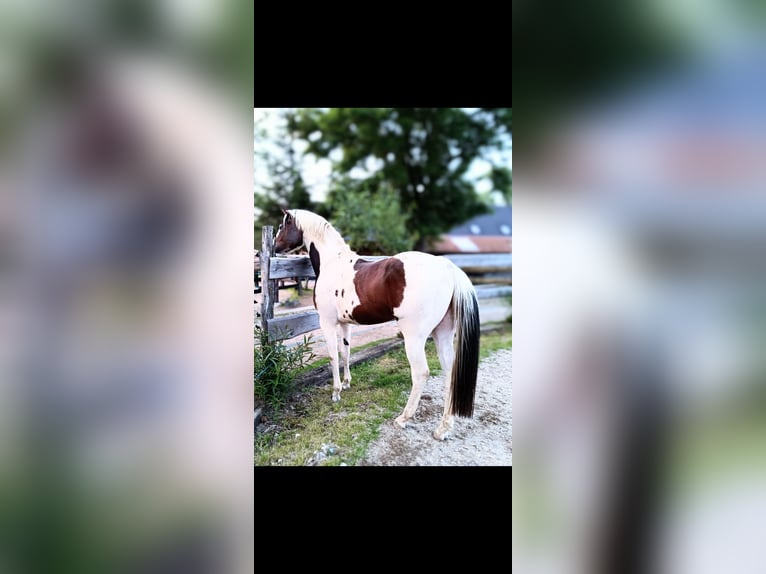Palomino Mix Ogier  167 cm Tobiano wszelkich maści in Strmilov