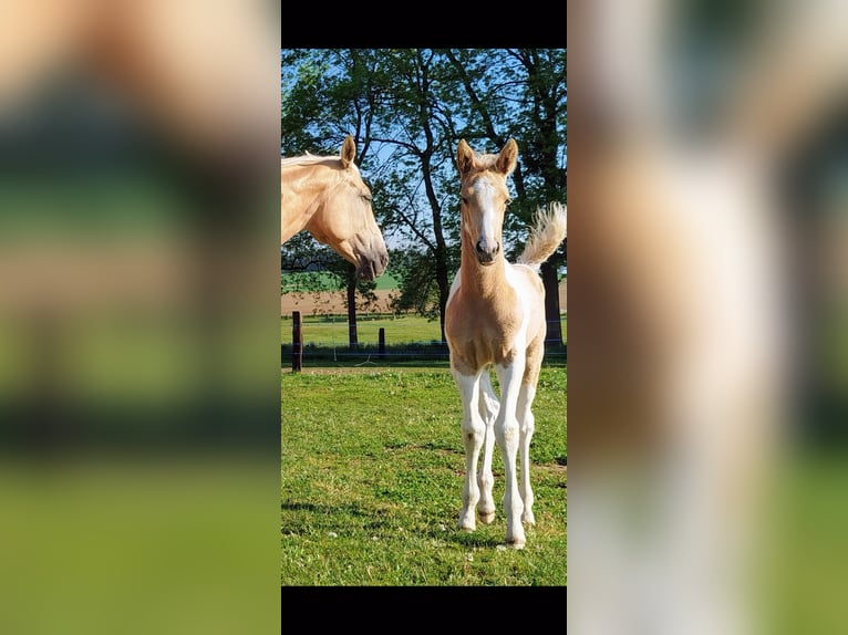 Palomino Mix Ogier  167 cm Tobiano wszelkich maści in Strmilov