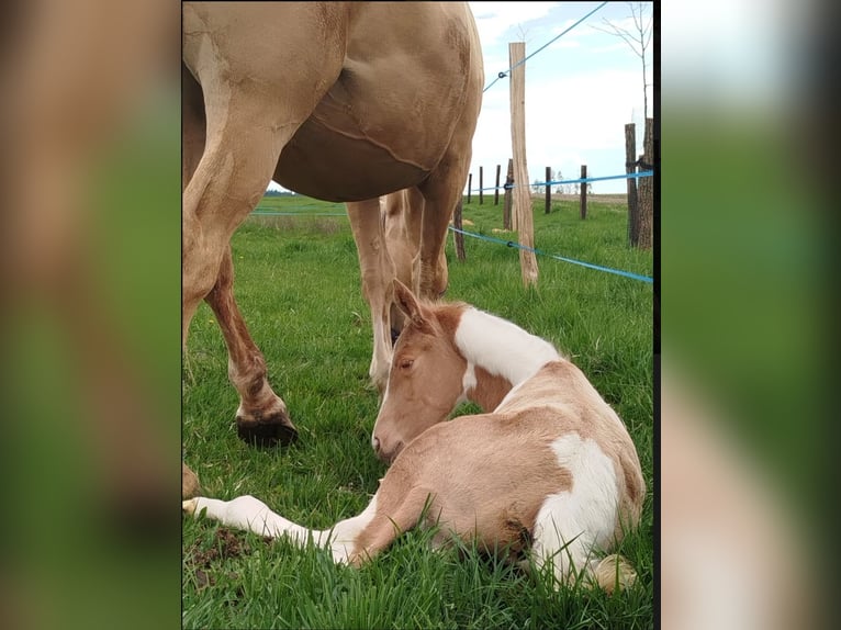 Palomino Mix Ogier  167 cm Tobiano wszelkich maści in Strmilov
