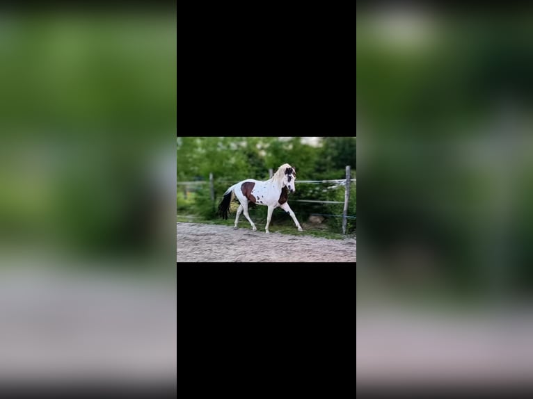 Palomino Mix Ogier  167 cm Tobiano wszelkich maści in Strmilov