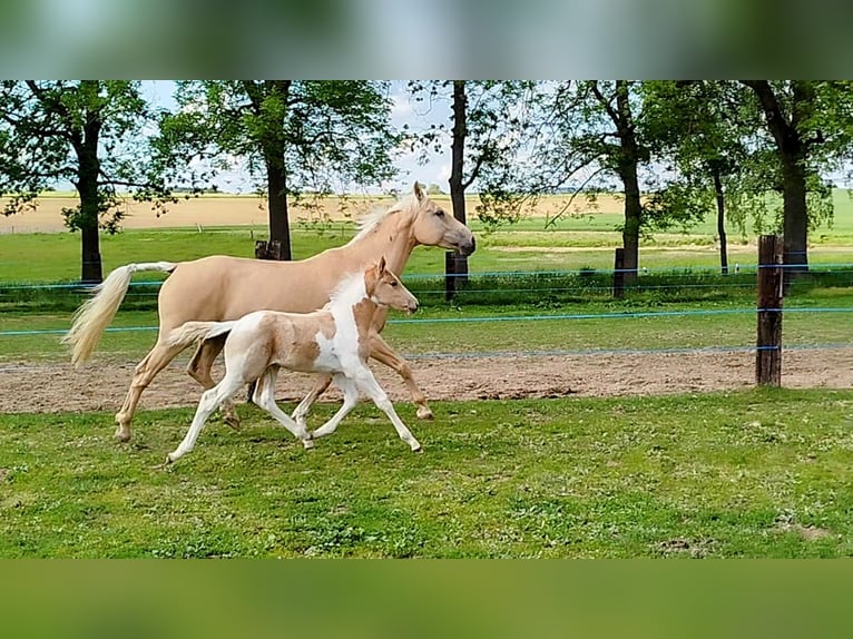 Palomino Mix Ogier  167 cm Tobiano wszelkich maści in Strmilov