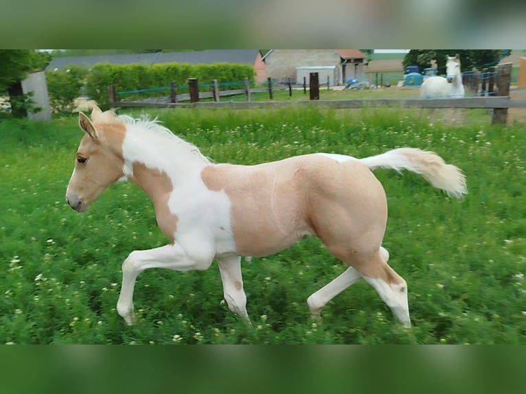 Palomino Mix Ogier  167 cm Tobiano wszelkich maści in Strmilov