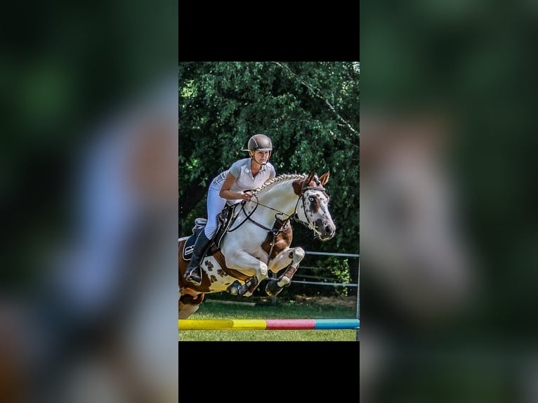 Palomino Mix Ogier  167 cm Tobiano wszelkich maści in Strmilov