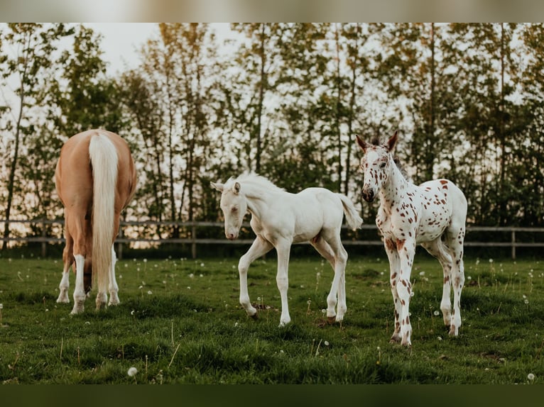 Palomino Ogier Źrebak (04/2024) 168 cm Cremello in Kokkedal