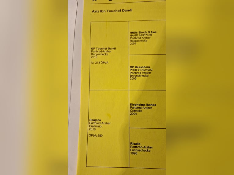 Palomino Ogier Źrebak (10/2025) Izabelowata in Scheiblingkirchen-Thernberg