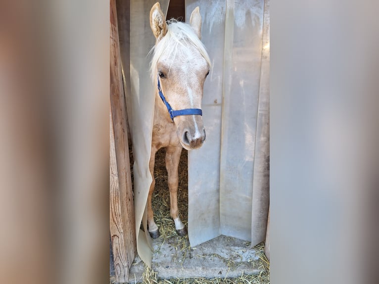 Palomino Ogier Źrebak (10/2025) Izabelowata in Scheiblingkirchen-Thernberg