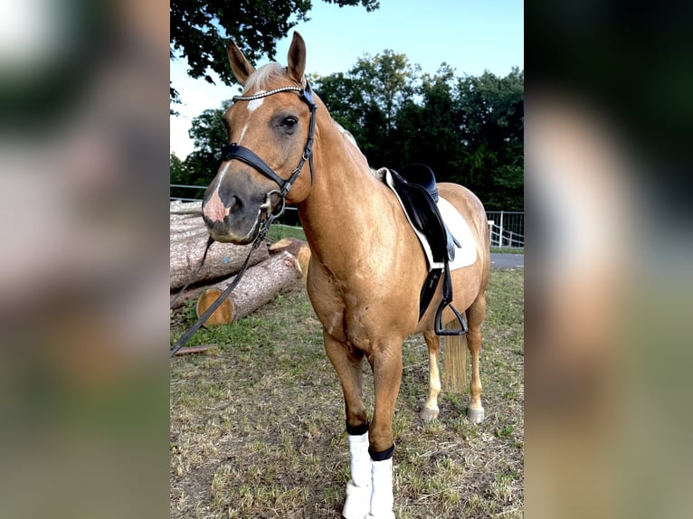 Palomino Ruin 13 Jaar 153 cm Palomino in Kirchberg an der Raab