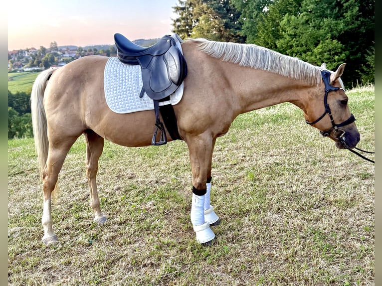 Palomino Ruin 13 Jaar 153 cm Palomino in Kirchberg an der Raab