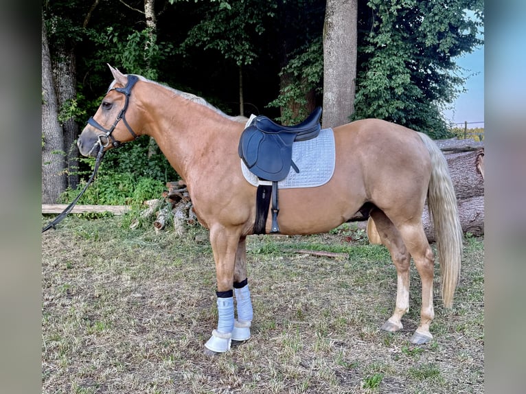 Palomino Ruin 13 Jaar 153 cm Palomino in Kirchberg an der Raab