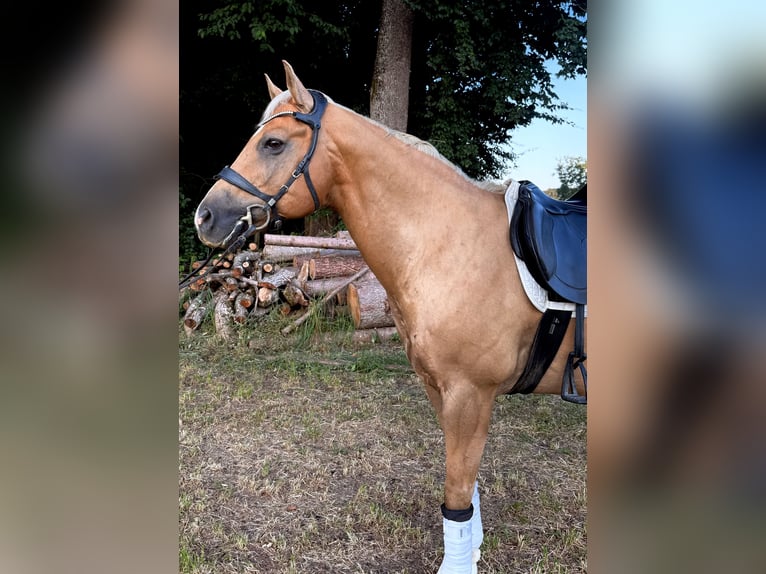 Palomino Ruin 13 Jaar 153 cm Palomino in Kirchberg an der Raab