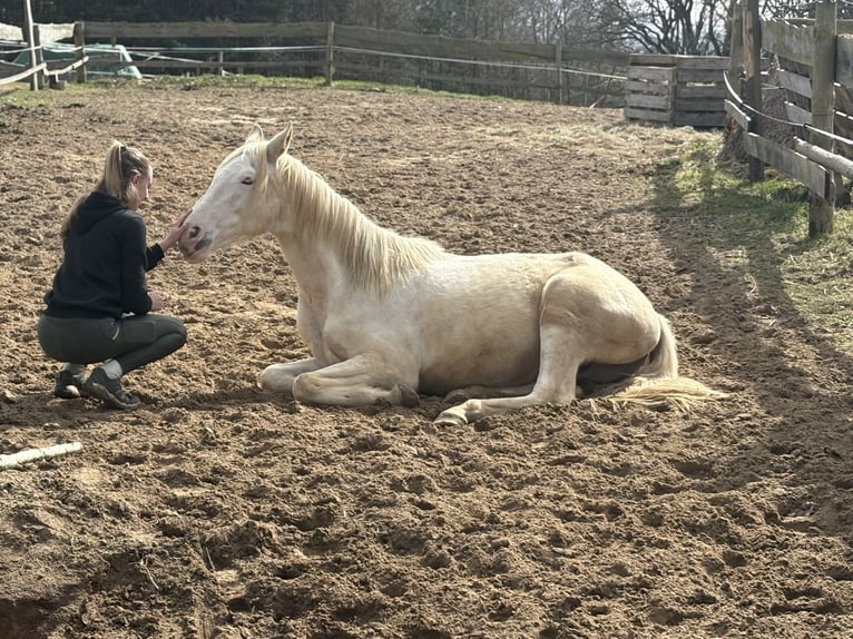 Palomino Mix Ruin 2 Jaar 163 cm Palomino in Zirchow