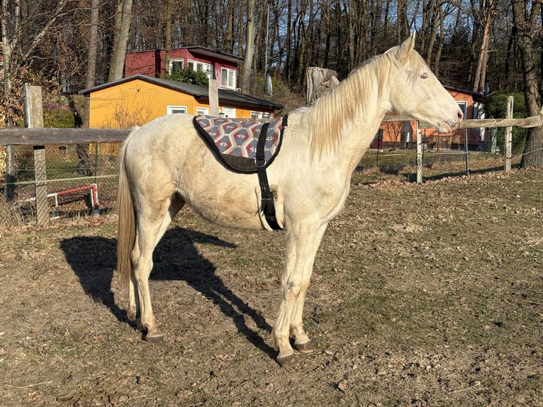Palomino Mix Ruin 2 Jaar 163 cm Palomino in Zirchow