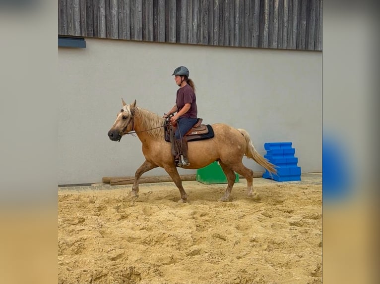 Palomino Ruin 3 Jaar 150 cm  in Daleiden