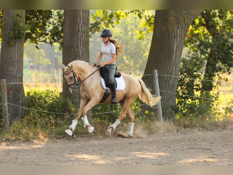 Palomino Ruin 3 Jaar 154 cm Palomino in Wijk en Aalburg