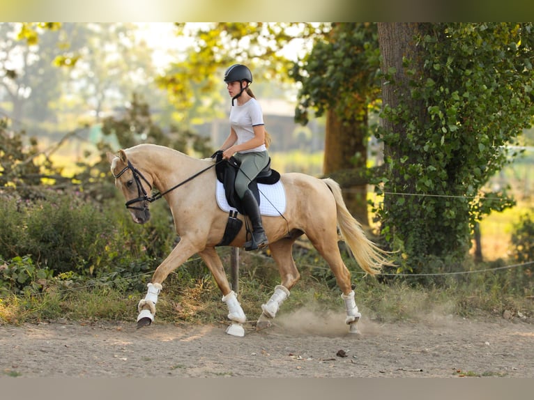 Palomino Ruin 3 Jaar 154 cm Palomino in Wijk en Aalburg