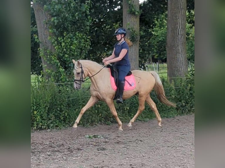 Palomino Ruin 3 Jaar 154 cm Palomino in Wijk en Aalburg