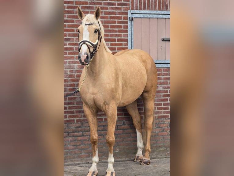 Palomino Ruin 5 Jaar 171 cm Palomino in Someren