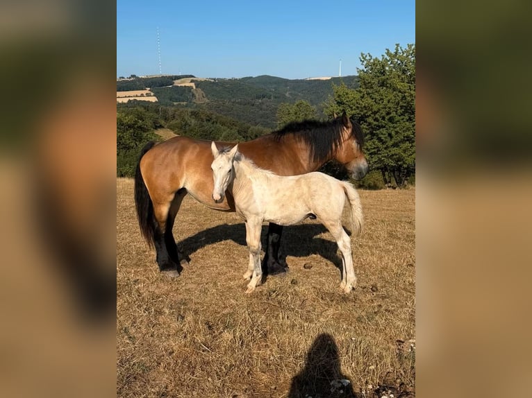 Palomino Mestizo Semental Potro (04/2026) 160 cm  in Daleiden