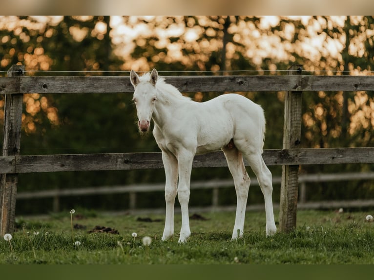 Palomino Semental Potro (04/2024) 168 cm Cremello in Kokkedal