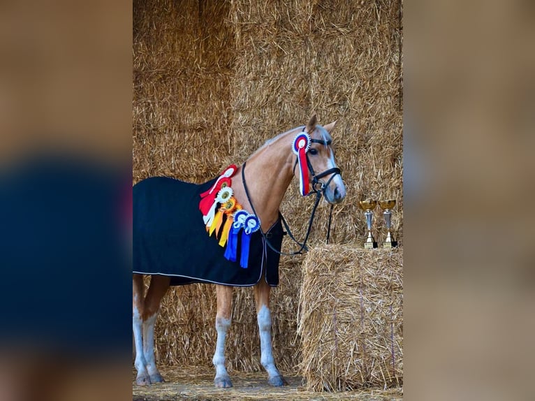 Palomino Stallion 12 years 14.1 hh Palomino in Pezinok