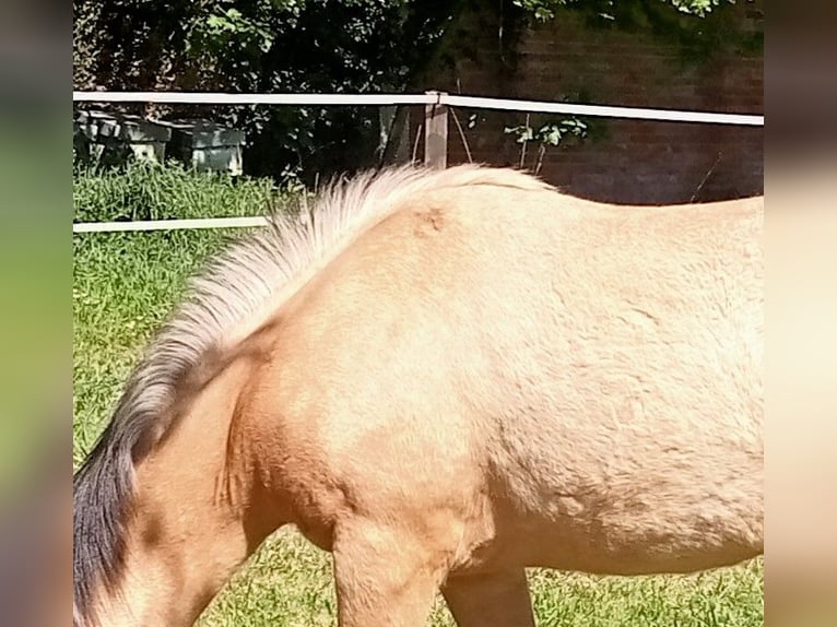 Palomino Stallion 1 year 14,1 hh Palomino in Arbol (San Lourenzo) (Vilalba)