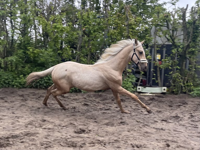 Palomino Stallion 1 year 16,1 hh Palomino in Starnmeer