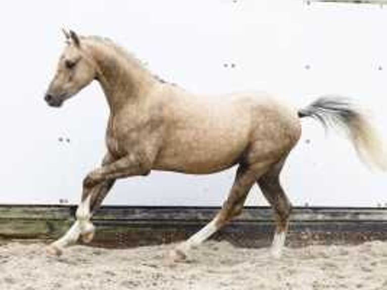 Palomino Stallion 2 years 12,3 hh Palomino in Waddinxveen