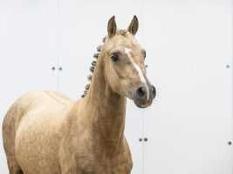 Palomino Stallion 2 years 12,3 hh Palomino in Waddinxveen