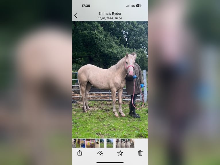 Palomino Stallion 2 years 13 hh Palomino in Macclesfield