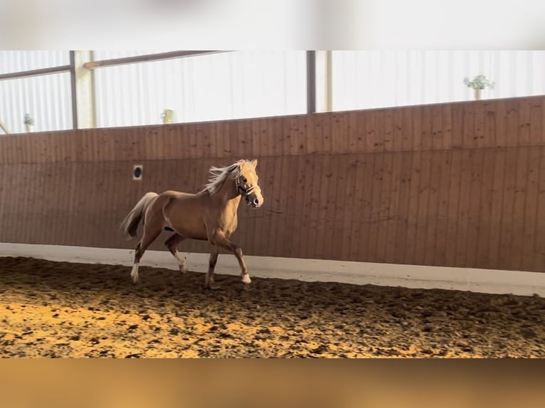 Palomino Stallion 4 years 14,1 hh Palomino in Verl