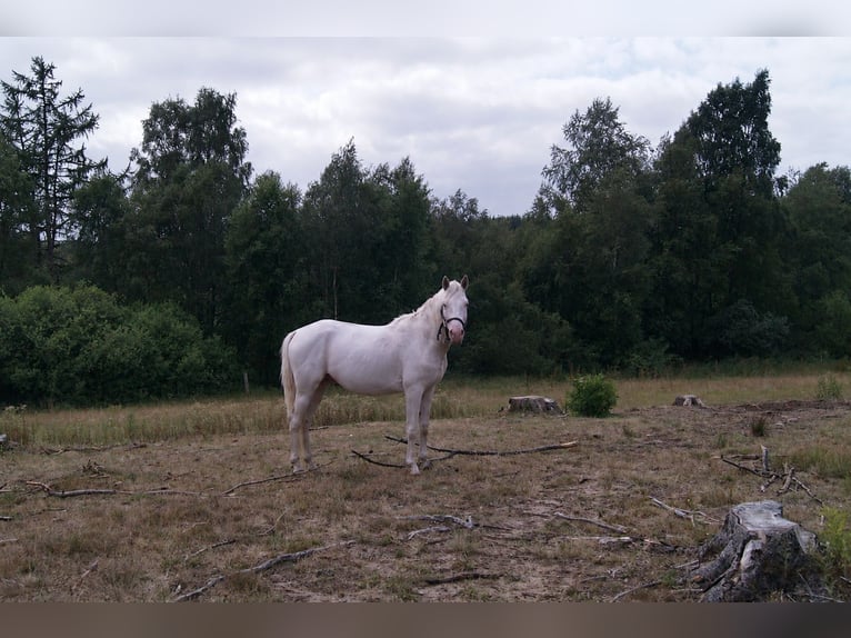 Palomino Stallion 4 years 16 hh Cremello in Hemmet