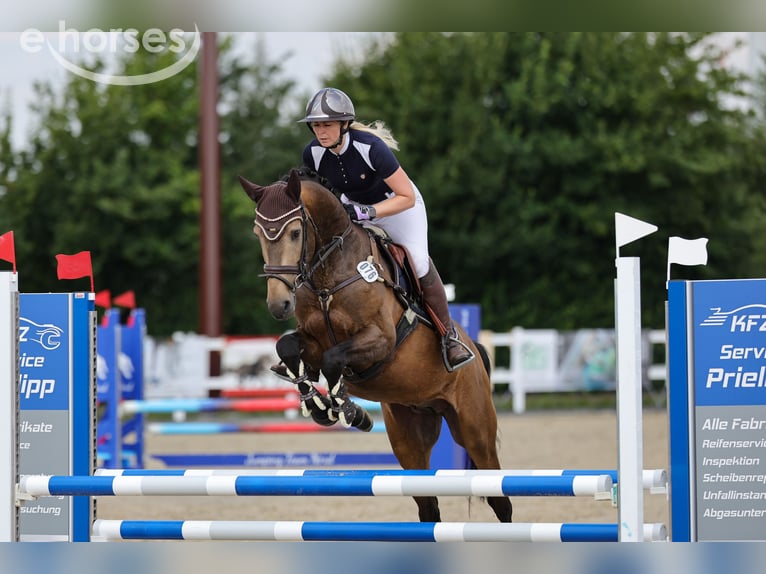 Palomino Stallion 5 years 15.2 hh Brown Falb mold in Süderlügum