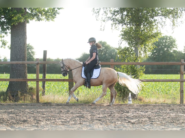 Palomino Stallion 7 years 13,2 hh Palomino in Boijl