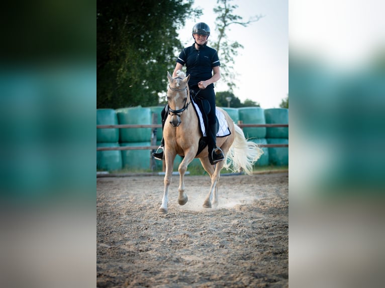 Palomino Stallion 7 years 13,2 hh Palomino in Boijl