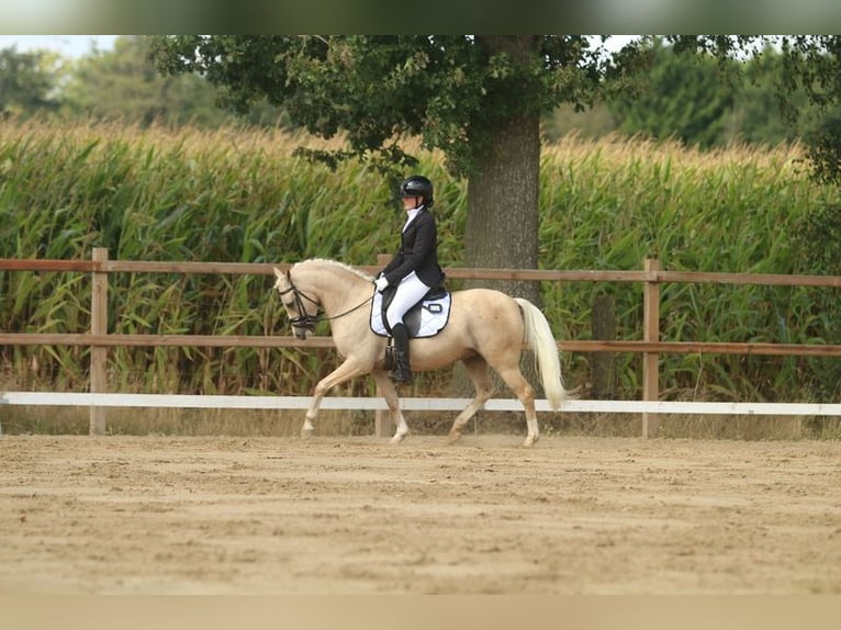 Palomino Stallion 7 years 13,2 hh Palomino in Boijl