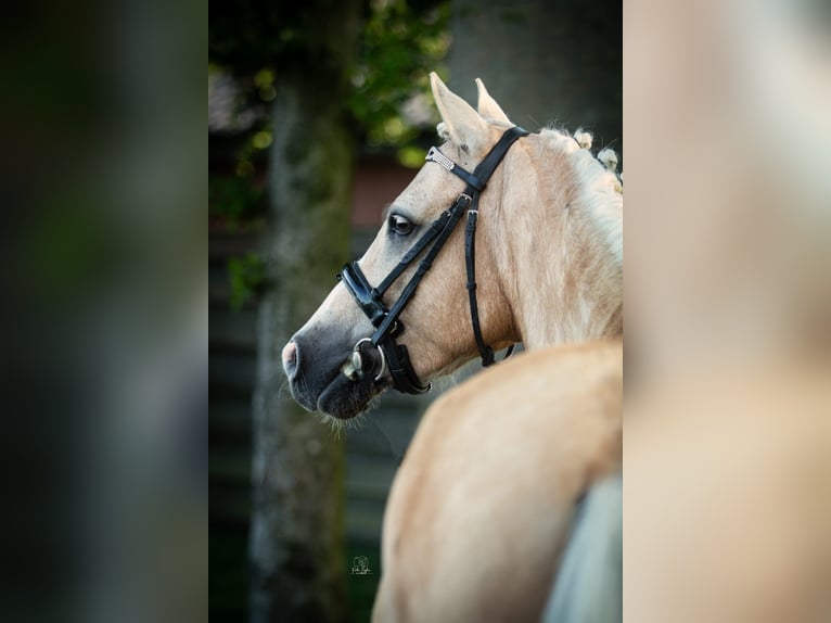 Palomino Stallion 7 years 13,2 hh Palomino in Boijl