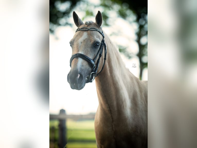Palomino Stallion 7 years 13,2 hh Palomino in Boijl