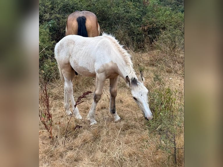 Palomino Mix Stallion Foal (04/2026) 15.2 hh  in Daleiden