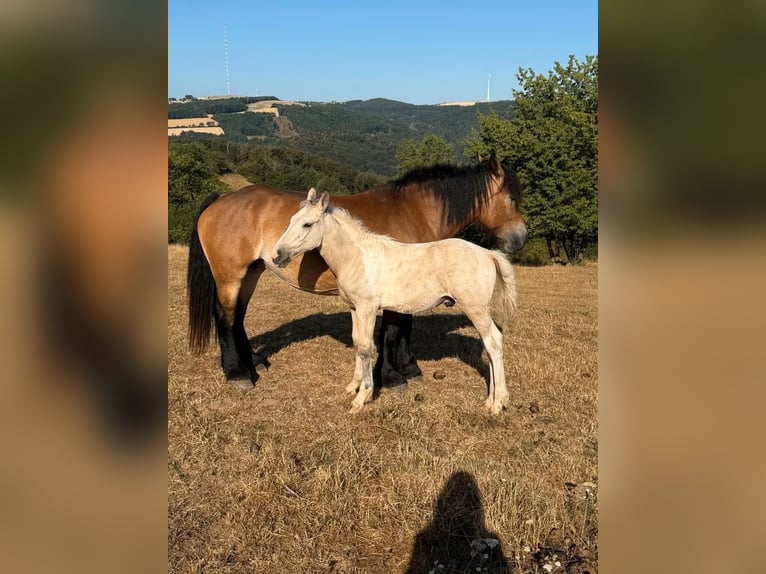 Palomino Mix Stallion Foal (04/2026) 15.2 hh  in Daleiden