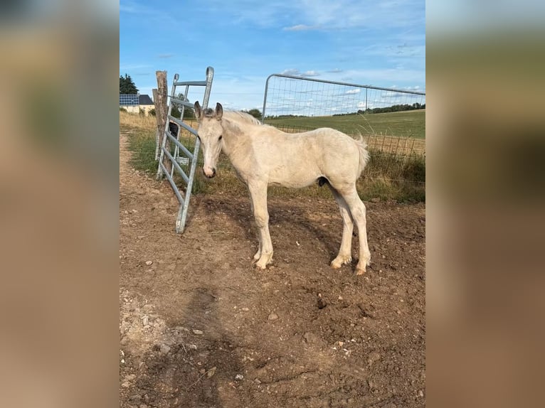 Palomino Mix Stallion Foal (04/2026) 15.2 hh  in Daleiden