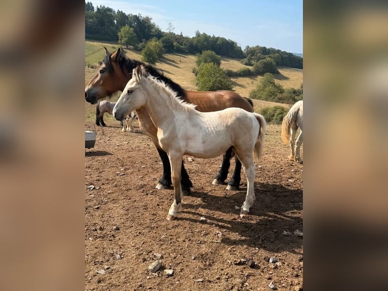 Palomino Mix Stallion Foal (04/2026) 15.2 hh  in Daleiden