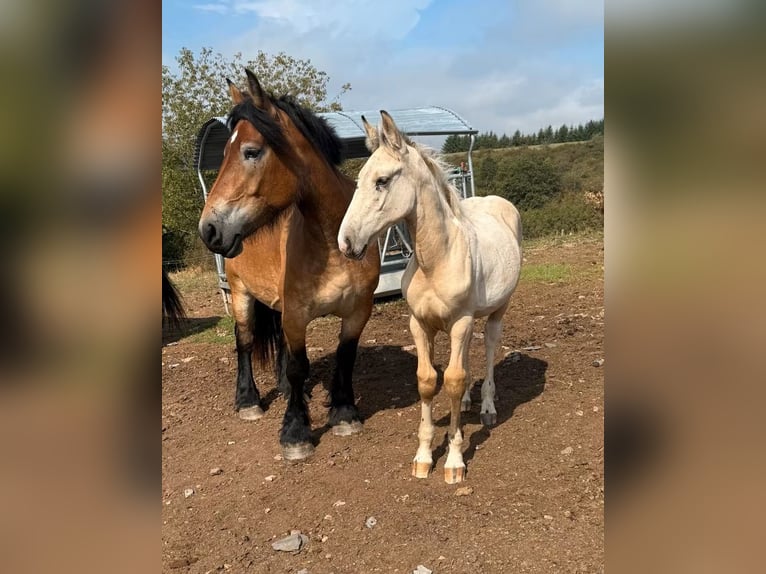 Palomino Mix Stallion Foal (04/2026) 15.2 hh  in Daleiden