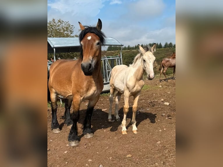 Palomino Mix Stallion Foal (04/2026) 15.2 hh  in Daleiden