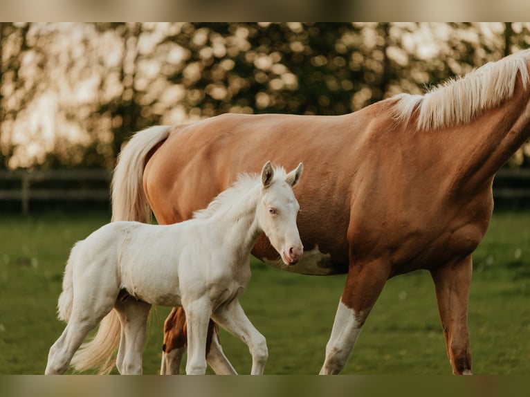 Palomino Stallion Foal (04/2024) 16,1 hh Cremello in Kokkedal