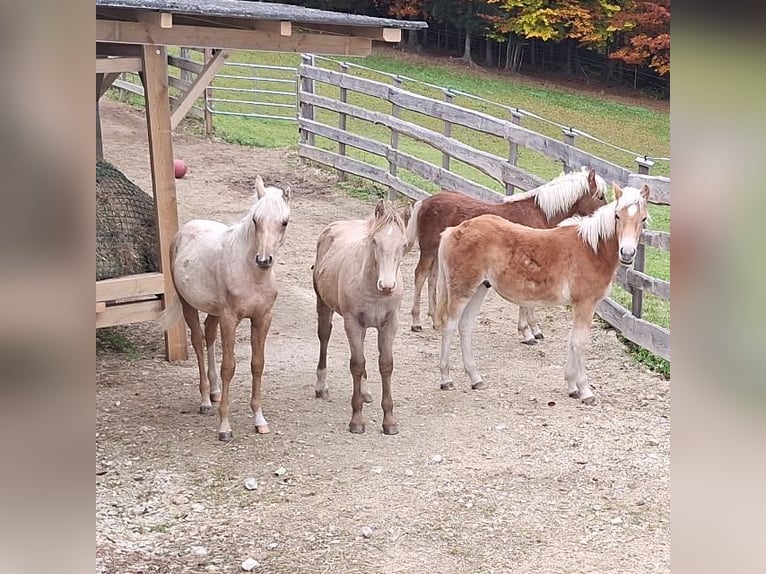 Palomino Stallion Foal (10/2025) Palomino in Scheiblingkirchen-Thernberg